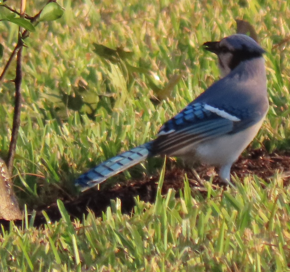 Сизойка блакитна - ML644563949