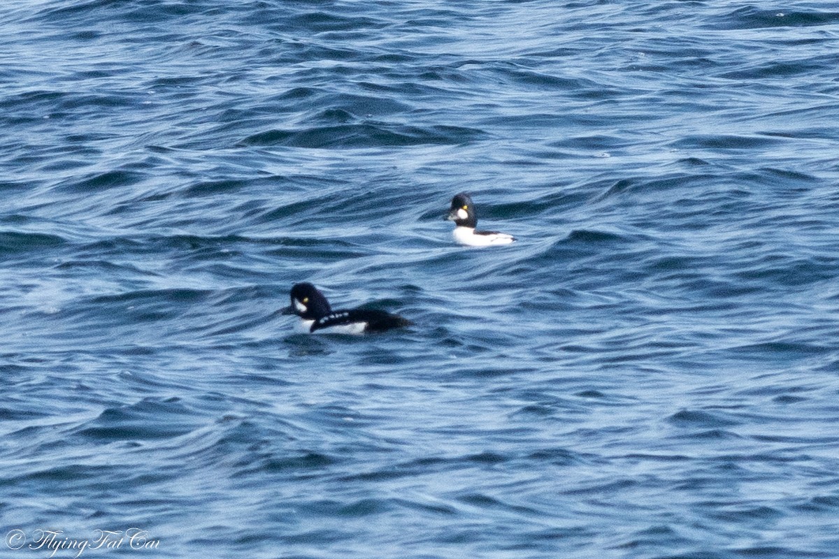 Barrow's Goldeneye - ML644563952