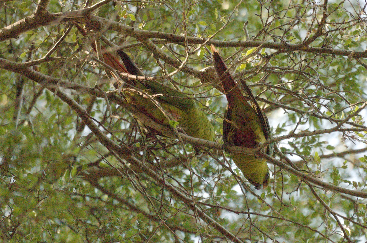 kogna smaragdový - ML644563960