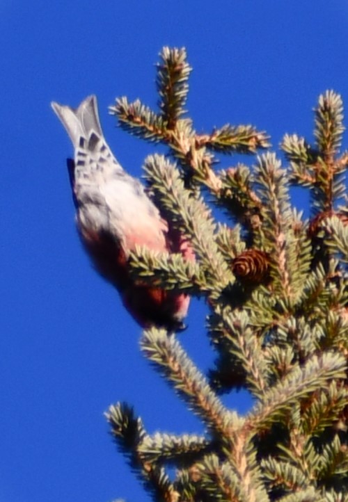 White-winged Crossbill - ML644563961