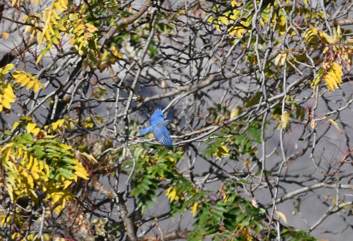 Mountain Bluebird - ML644563962