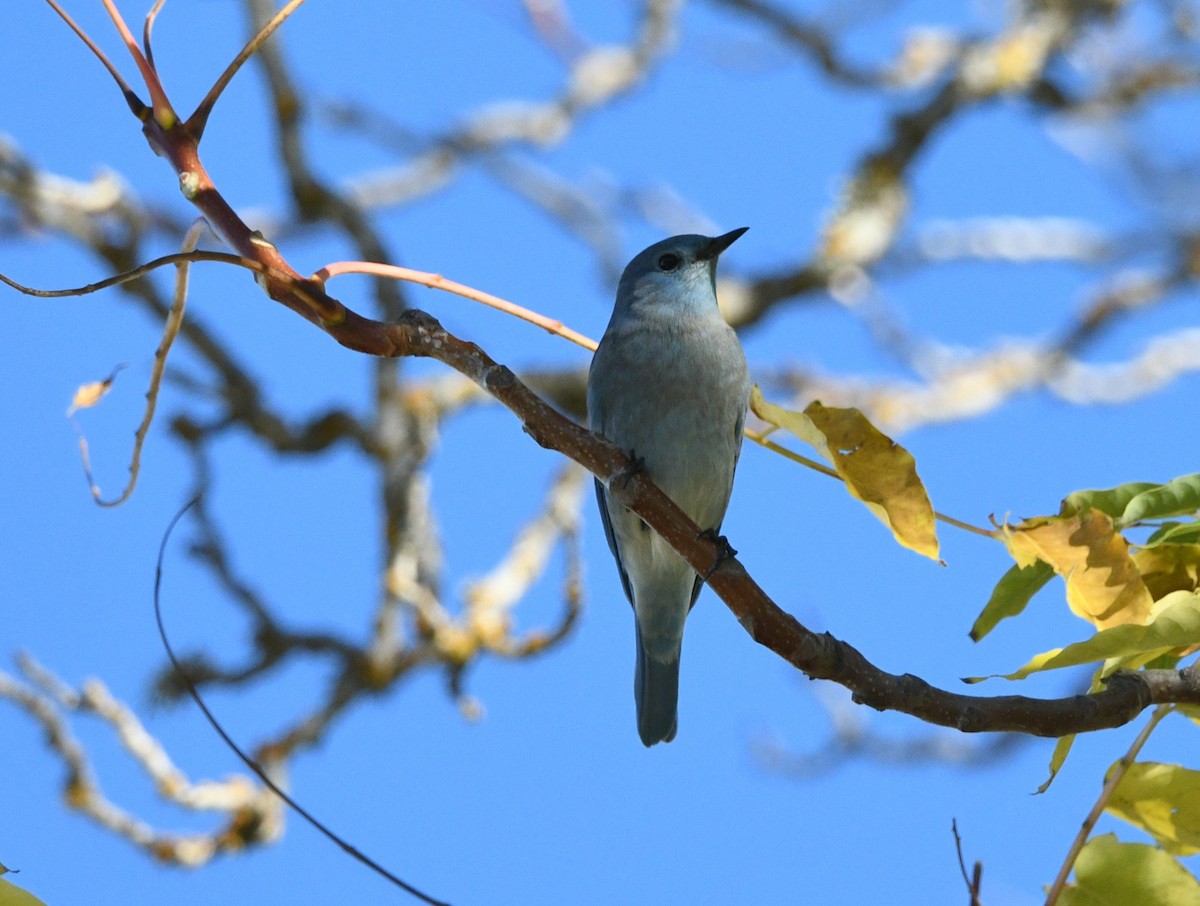 Mountain Bluebird - ML644563963