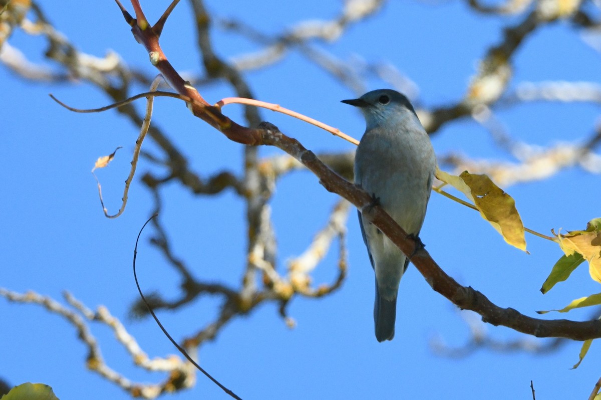 Mountain Bluebird - ML644563964