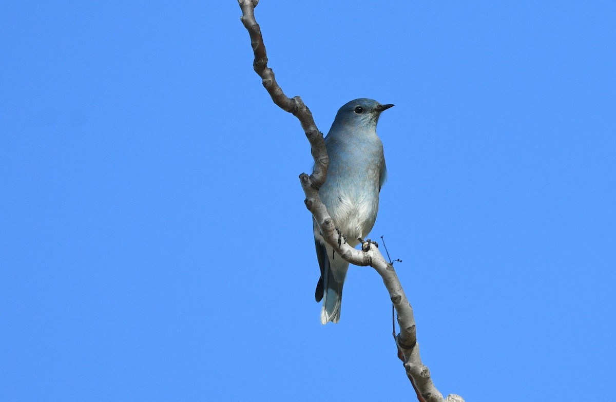 Mountain Bluebird - ML644563965