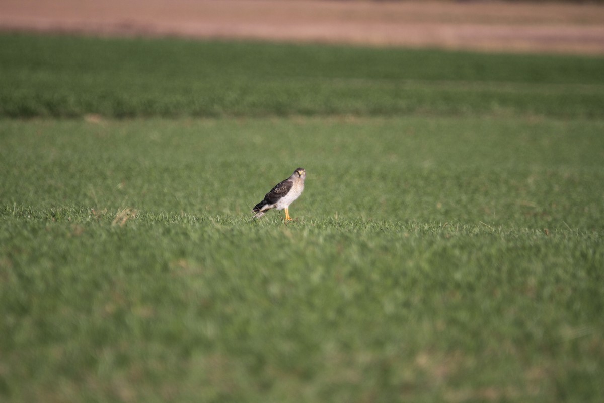 Hudsonweihe - ML644563973