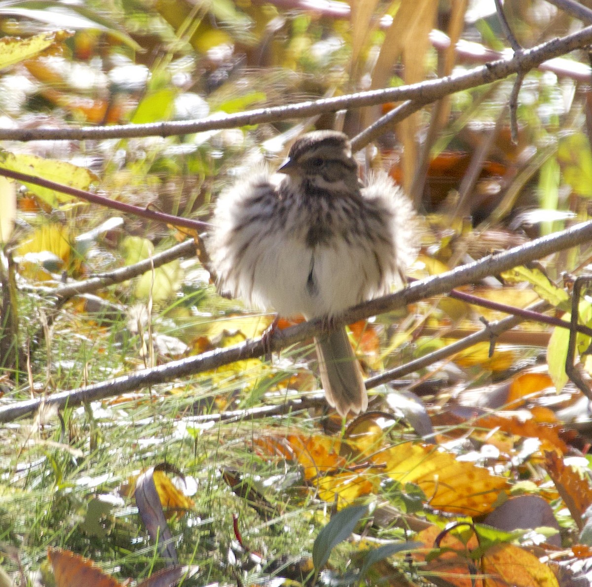 Song Sparrow - ML644563976