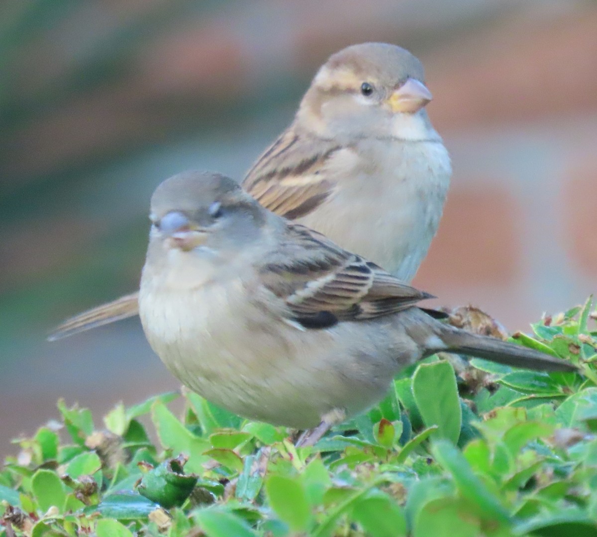 House Sparrow - ML644563978