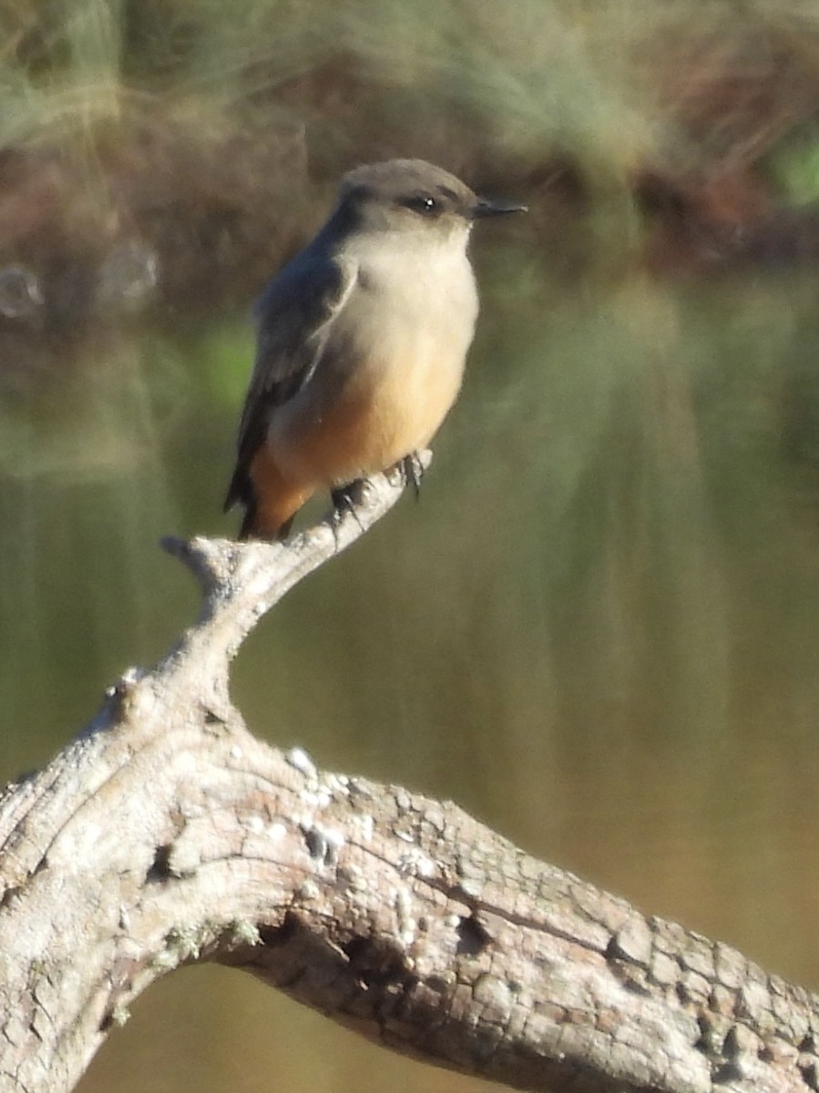 Say's Phoebe - ML644563982