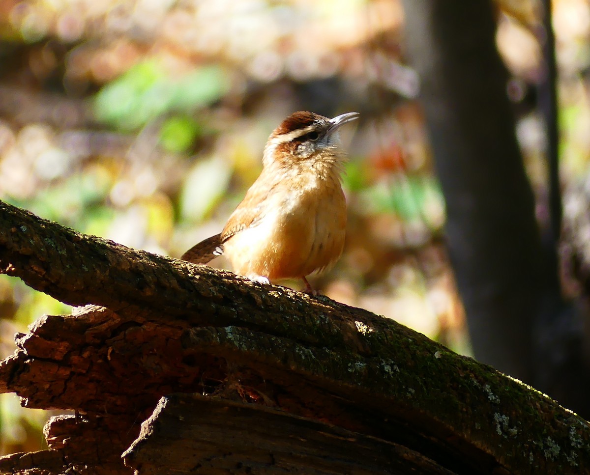 Carolina Wren - ML644563985