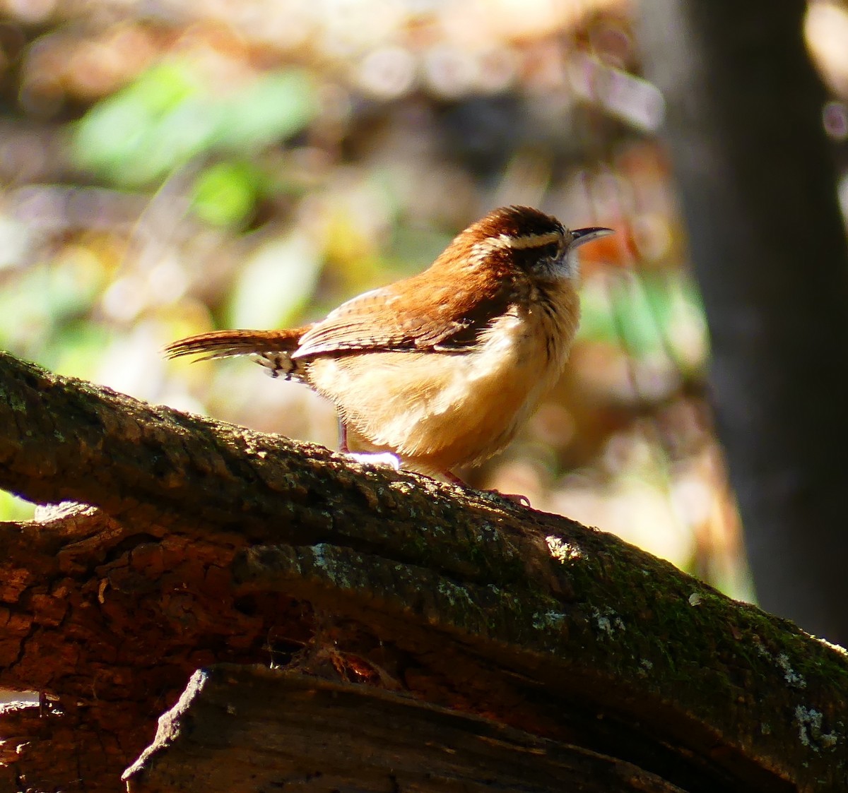 Carolina Wren - ML644563989