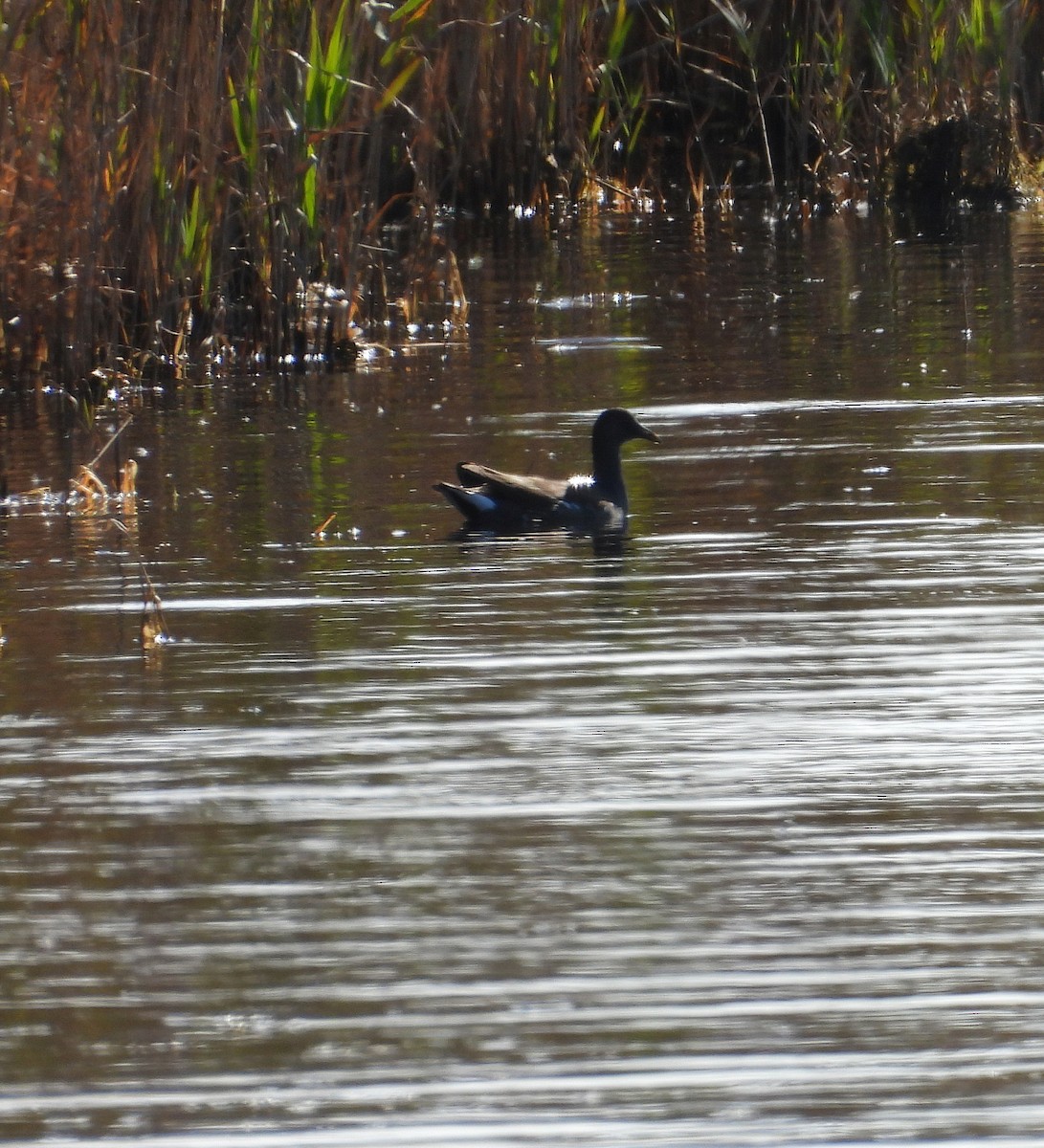 סופית אמריקנית - ML644563996
