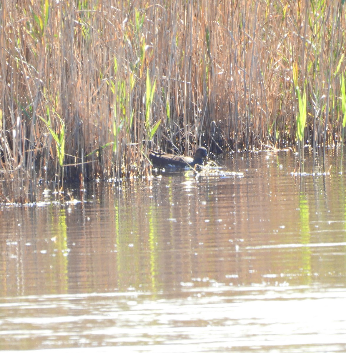סופית אמריקנית - ML644563998