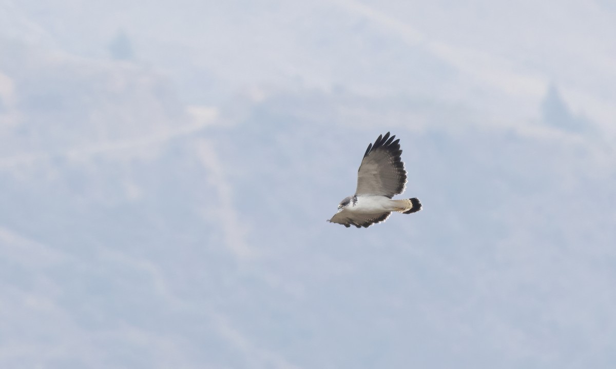 Variable Hawk - Paul Fenwick