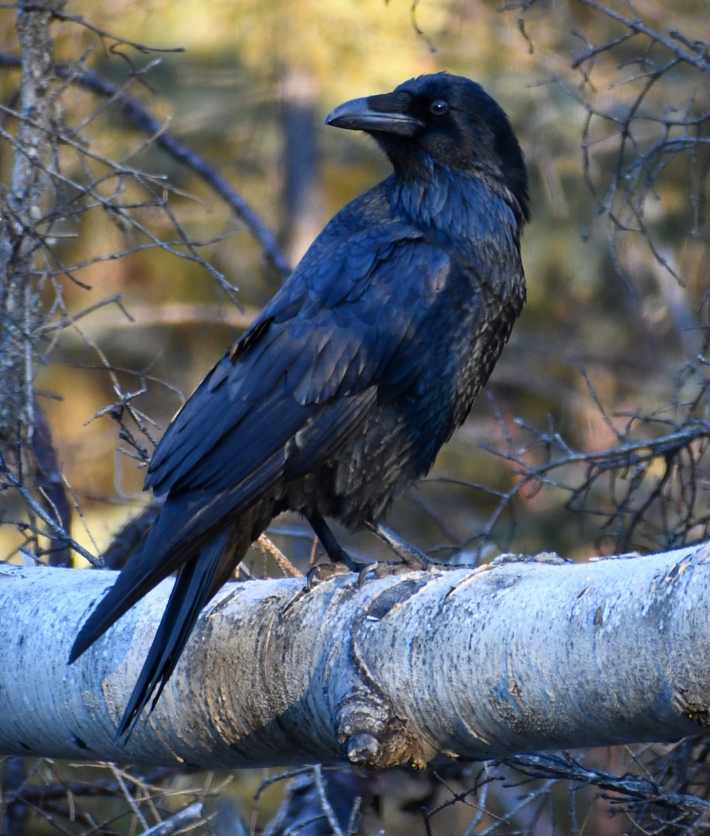 Erroi handia - ML644564003