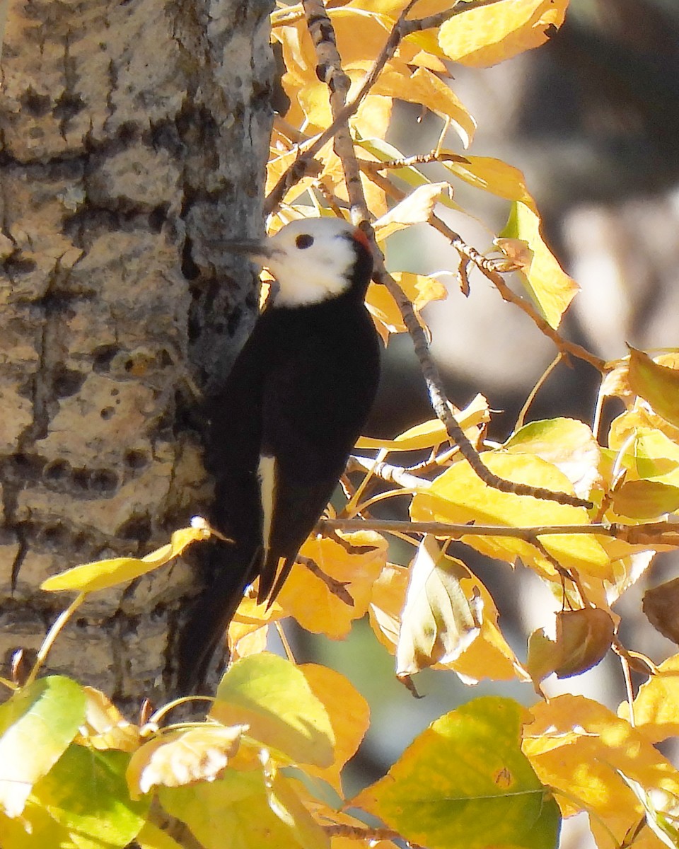 hvithodespett - ML644564023