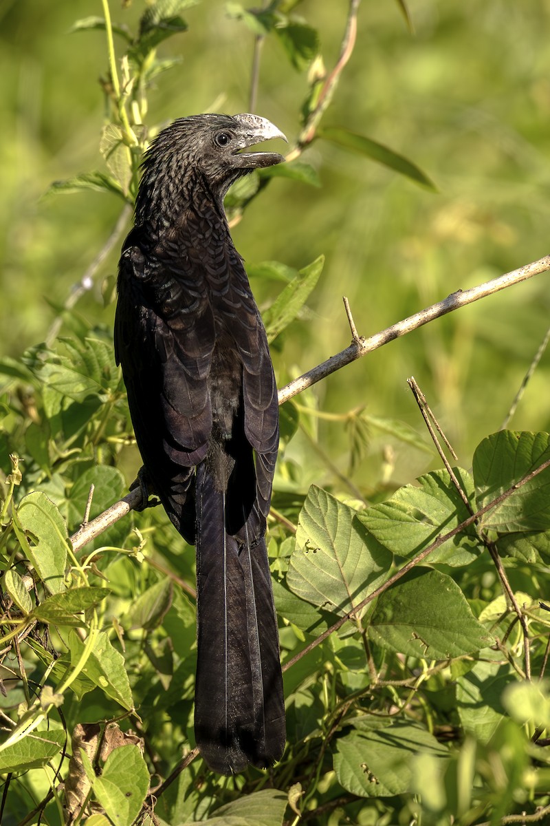 Smooth-billed Ani - ML644564024