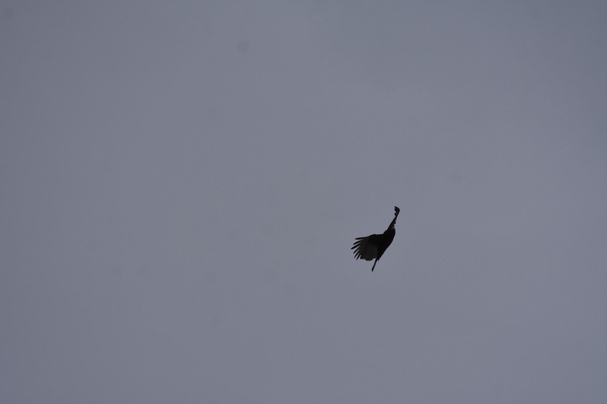 Turkey Vulture - ML644564025