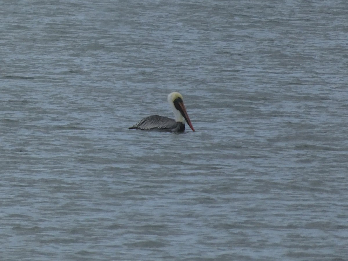 Brown Pelican (Atlantic) - ML644564026