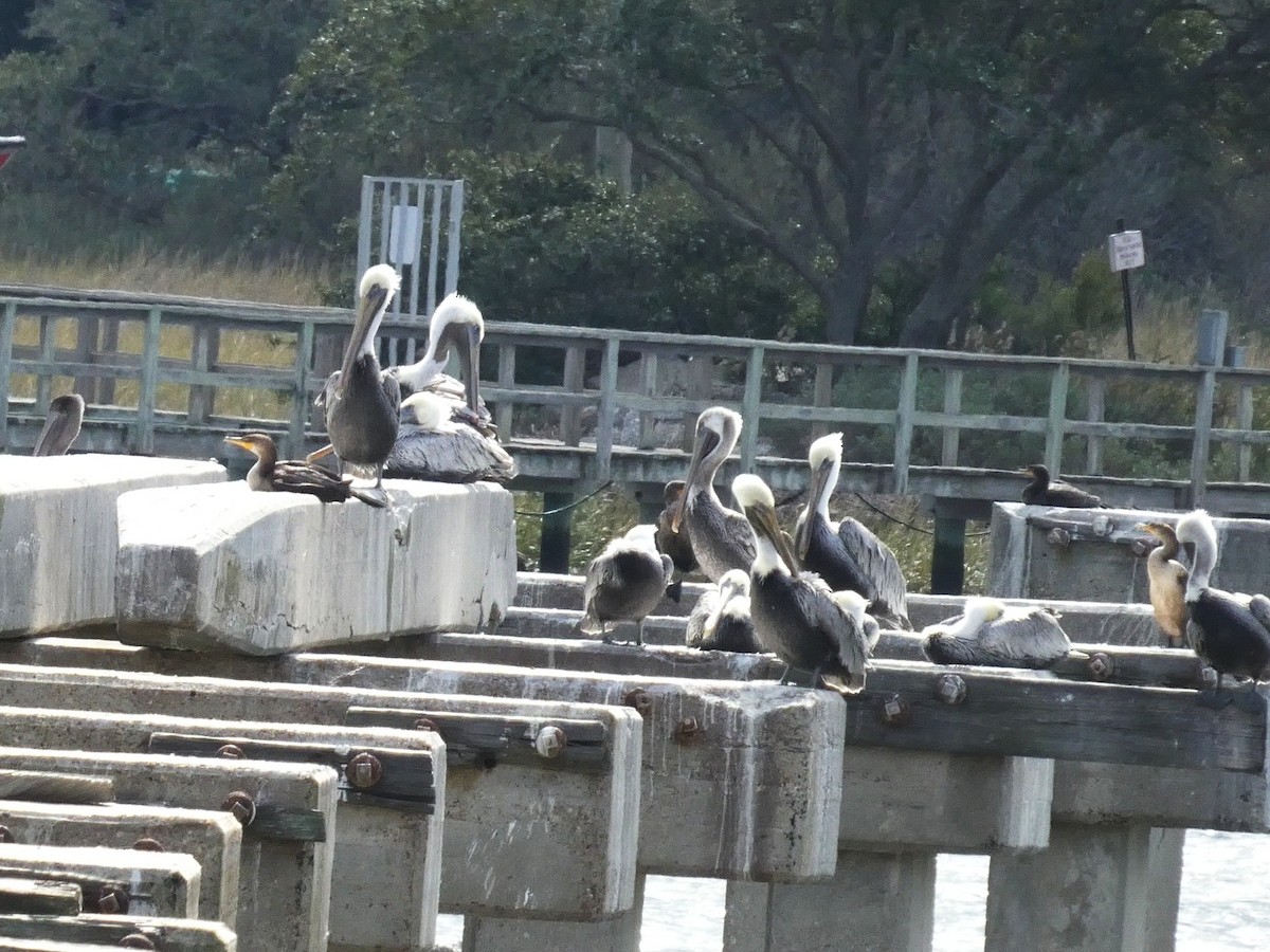 Brown Pelican (Atlantic) - ML644564027