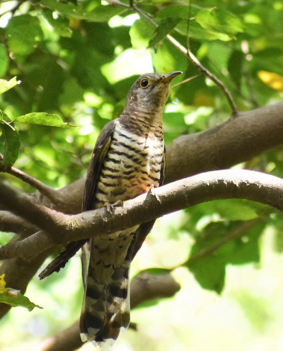 セグロカッコウ - ML644564031