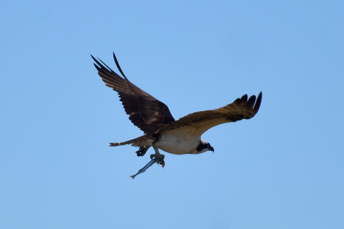Osprey - ML644564032