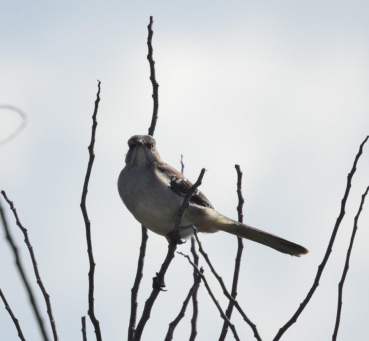 Northern Mockingbird - ML644564035