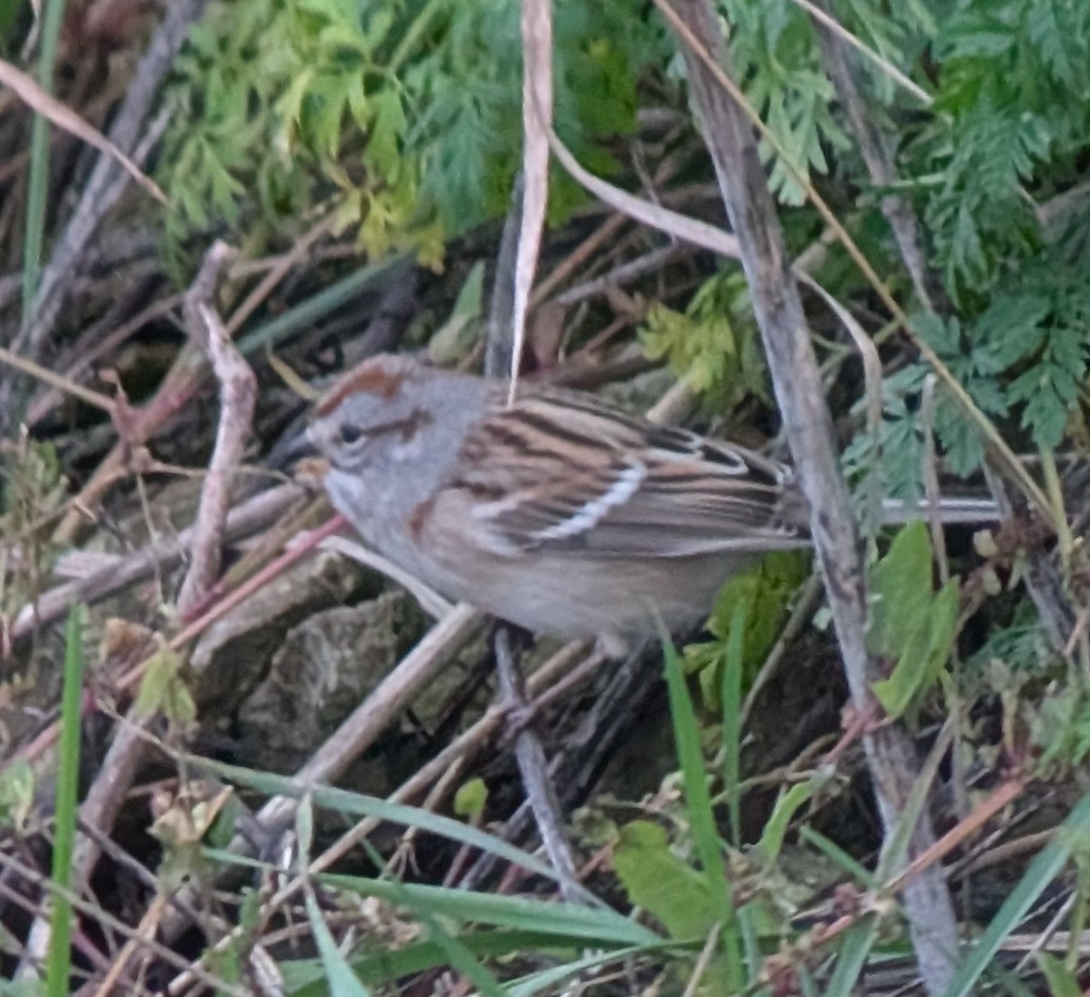 American Tree Sparrow - ML644564036