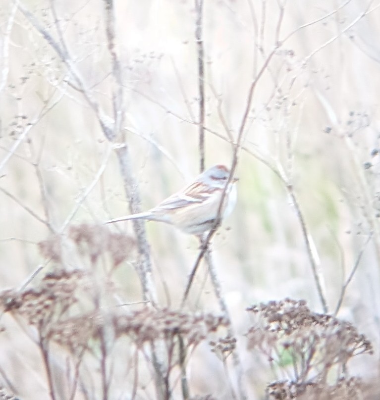 American Tree Sparrow - ML644564037
