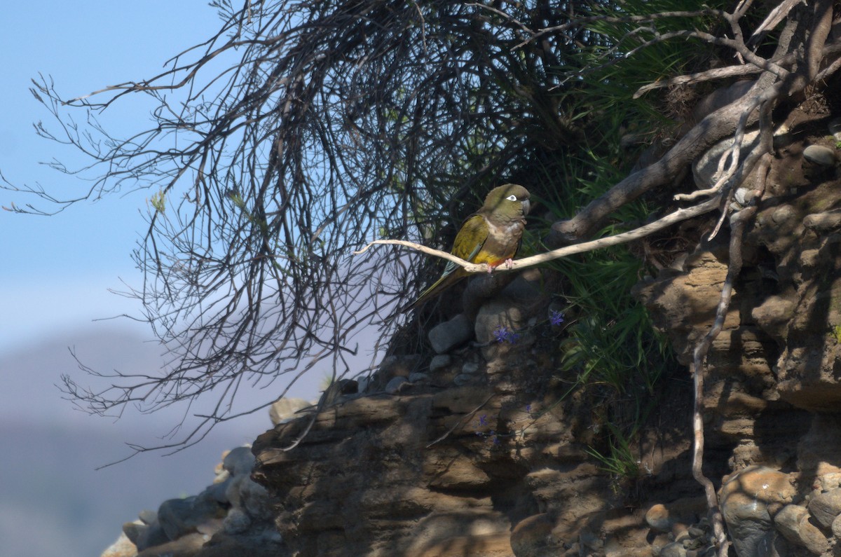 Burrowing Parakeet - ML644564040