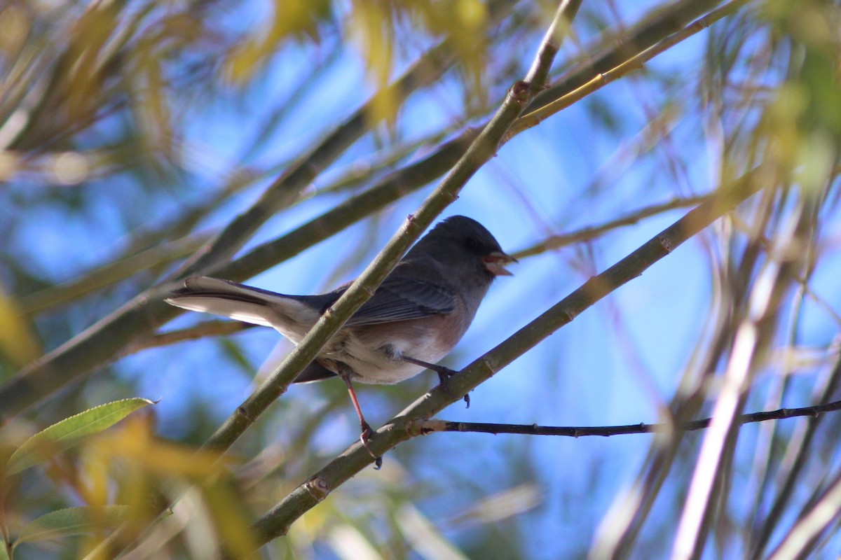 Dark-eyed Junco (Pink-sided) - ML644564041