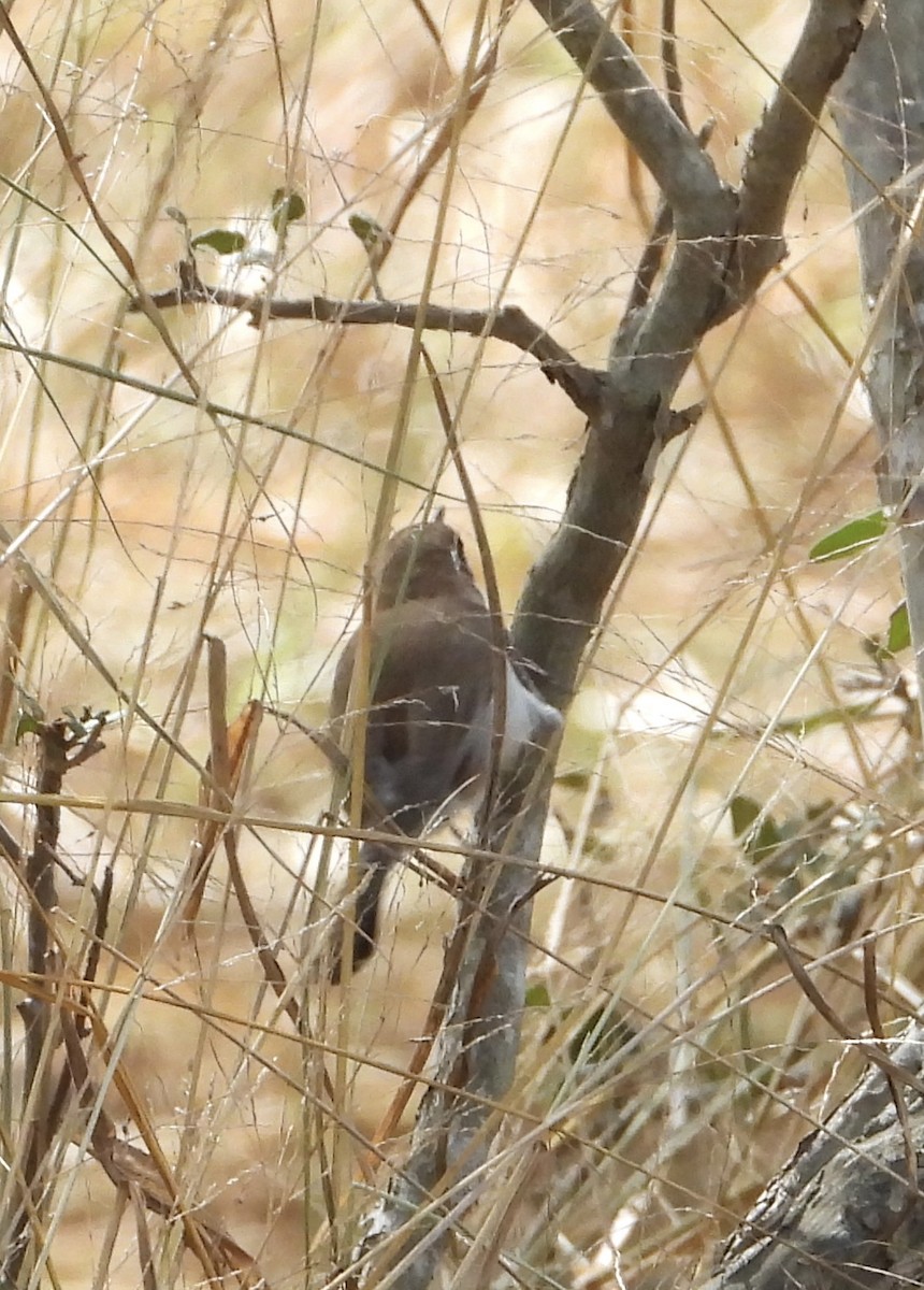 Bewick's Wren - ML644564042
