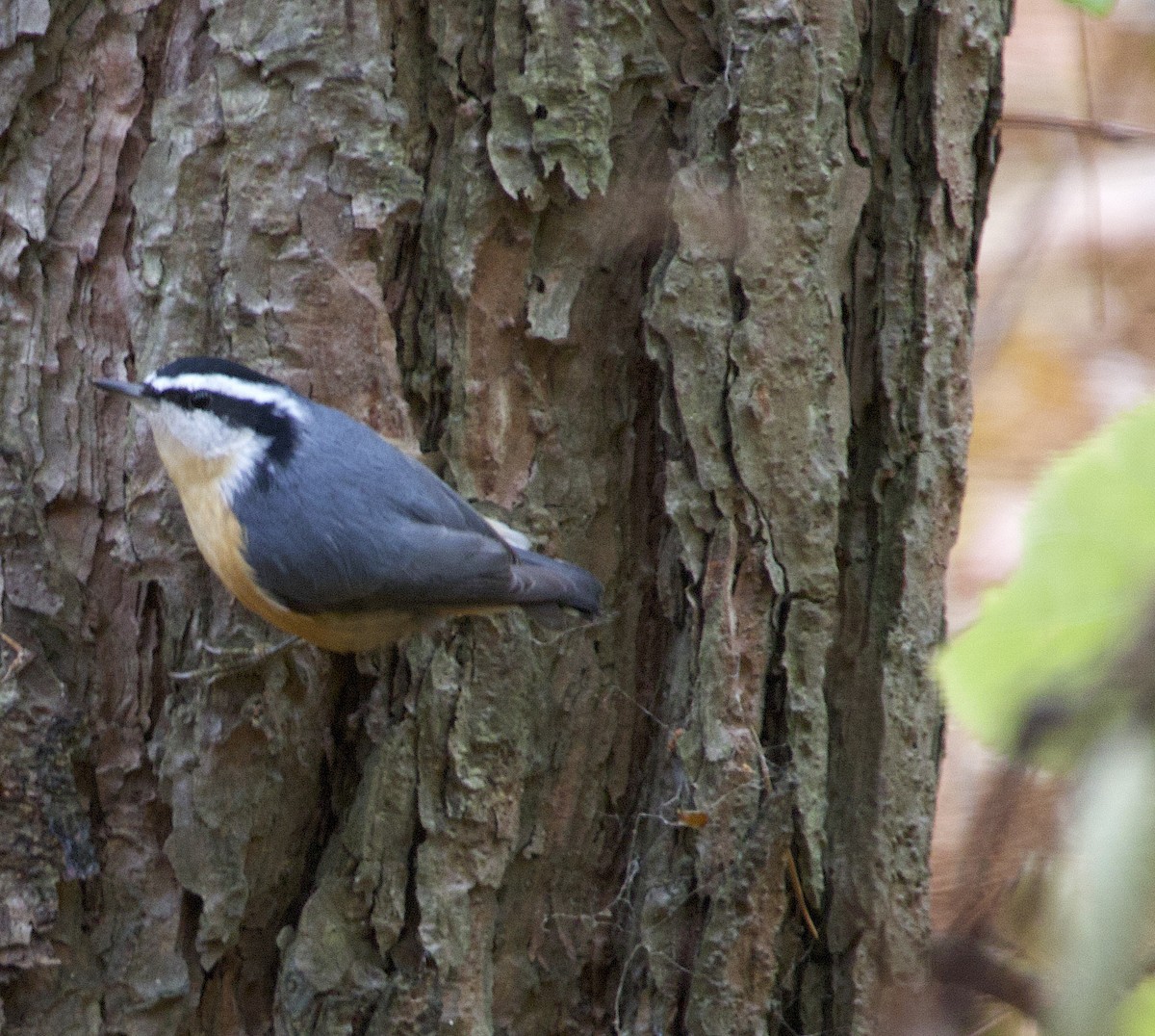 Red-breasted Nuthatch - ML644564043