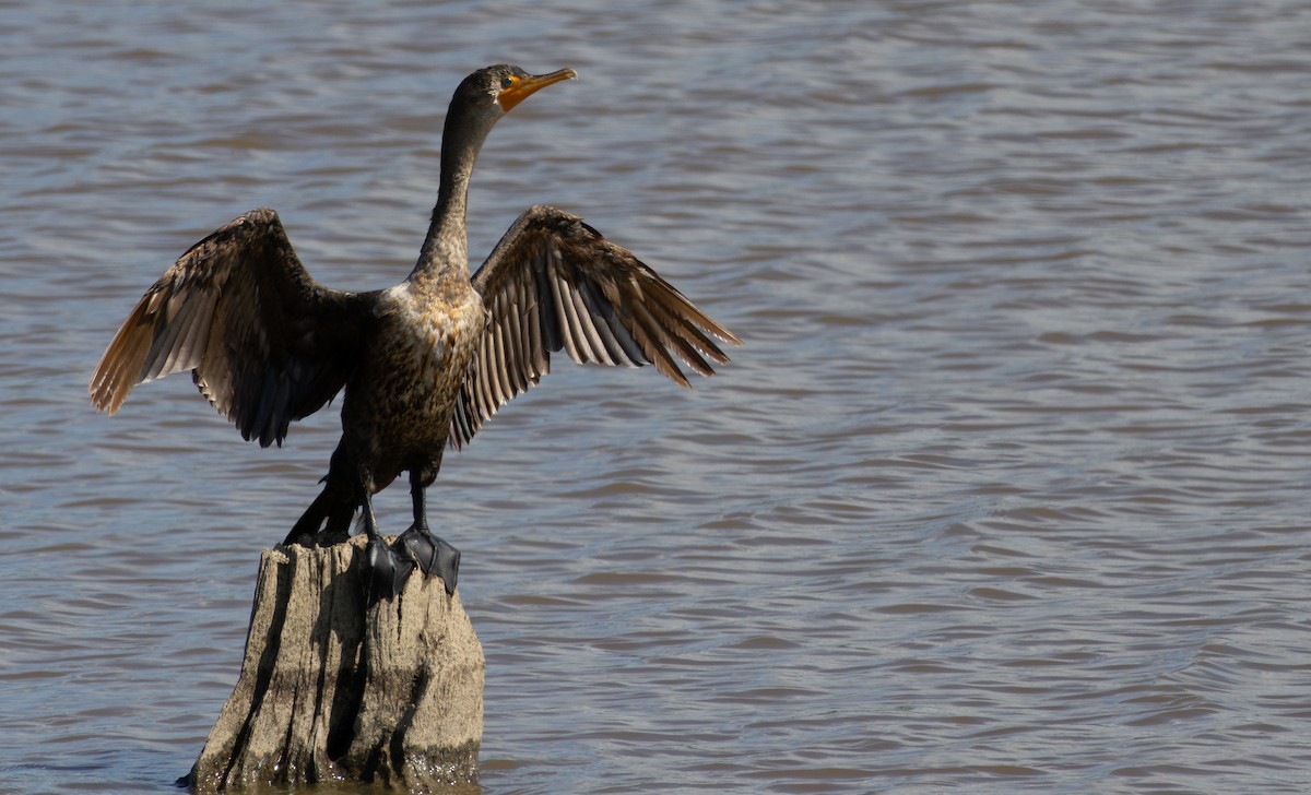 Double-crested Cormorant - ML644564044