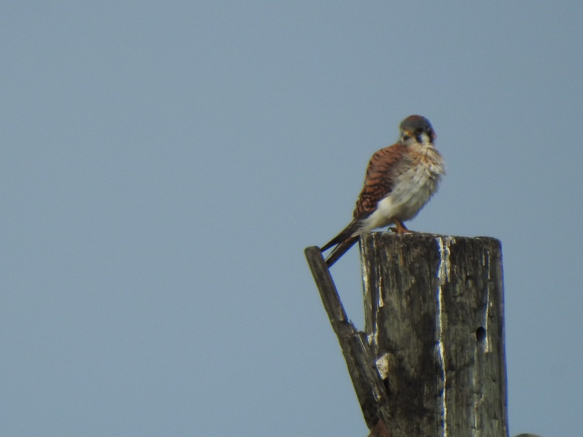 American Kestrel - ML644564045