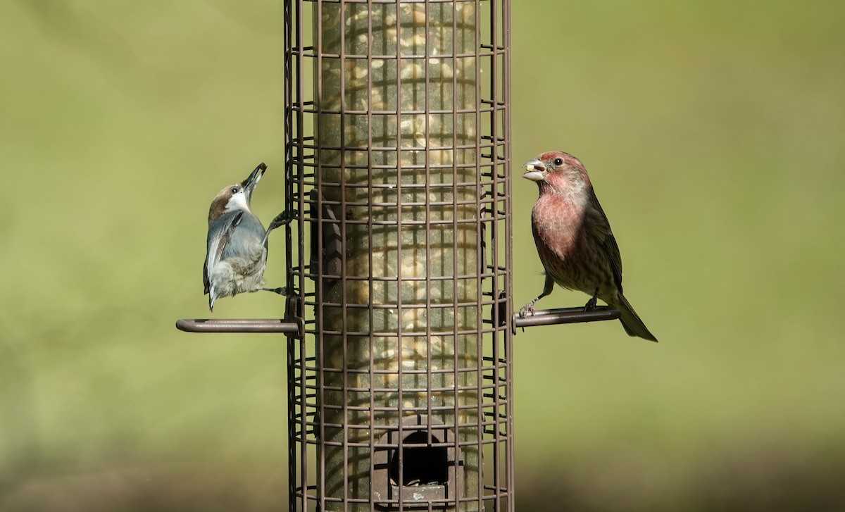 House Finch - ML644564047
