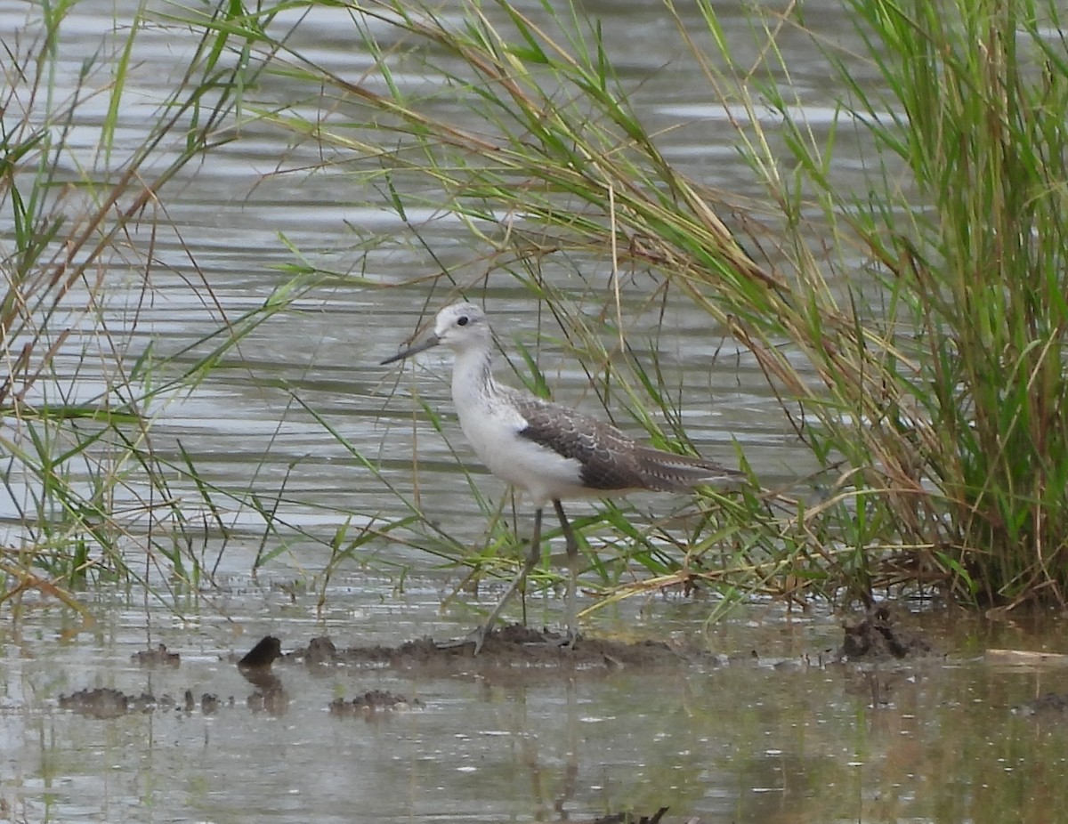 Common Greenshank - ML644564048