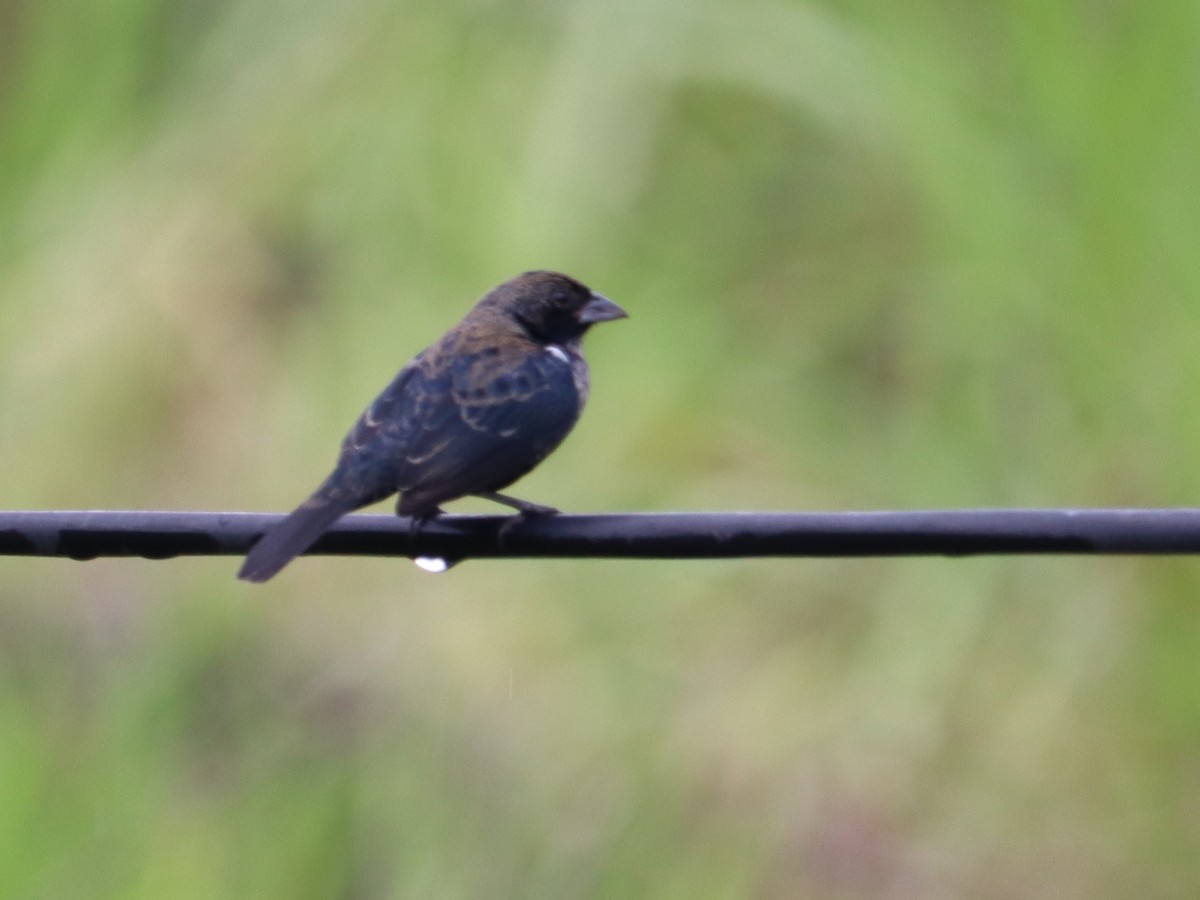 Blue-black Grassquit - ML644564049