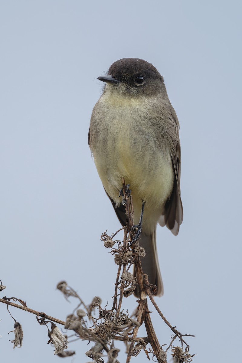 Eastern Phoebe - ML644564054