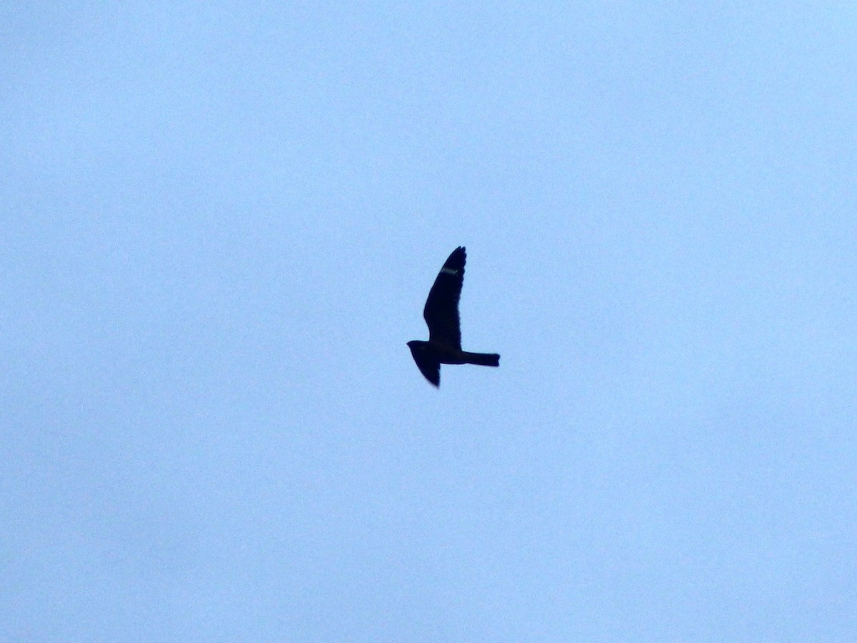 Lesser Nighthawk - ML644564057