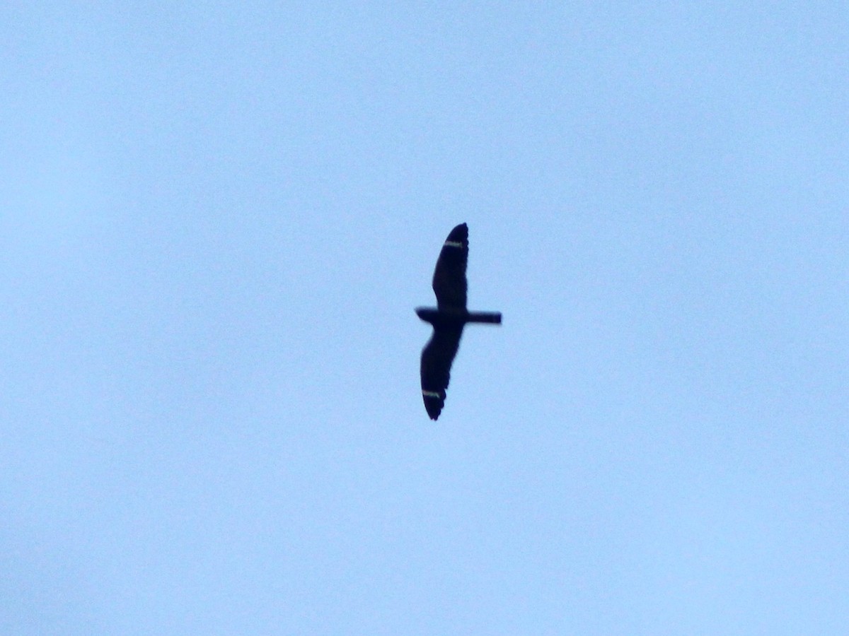 Lesser Nighthawk - ML644564058