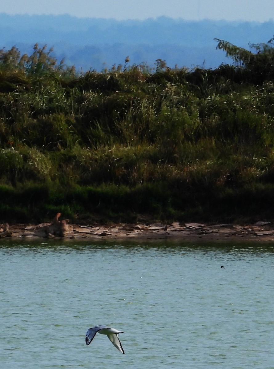 Bonaparte antxeta - ML644564067