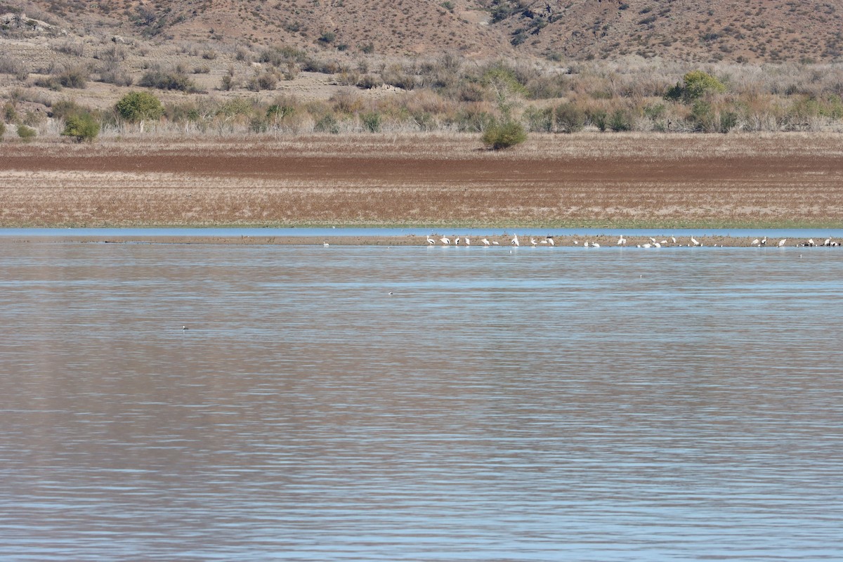 Pelikano arrea - ML644564072