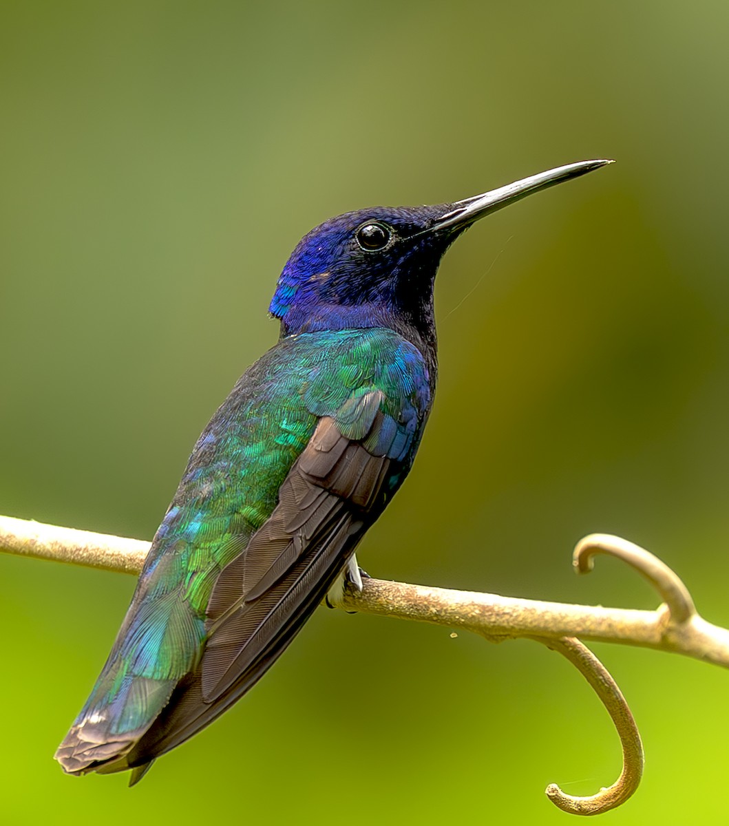 Weißnackenkolibri - ML644564075