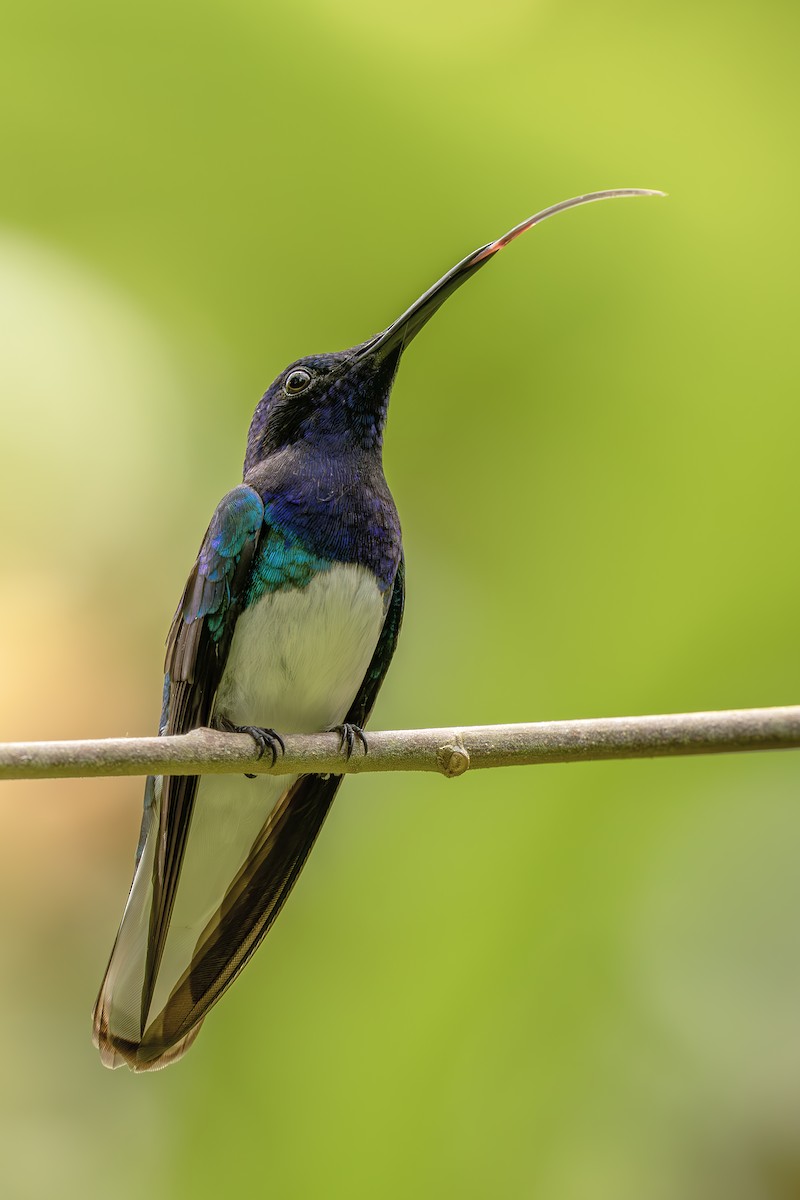 Weißnackenkolibri - ML644564076