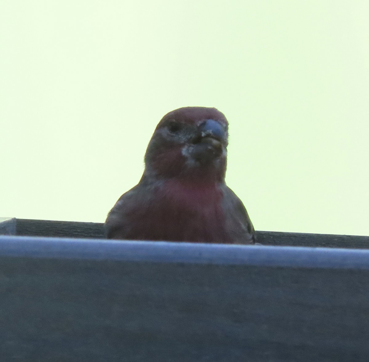 House Finch - ML644564077