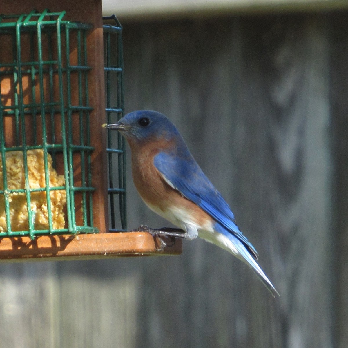 Eastern Bluebird - ML644564078