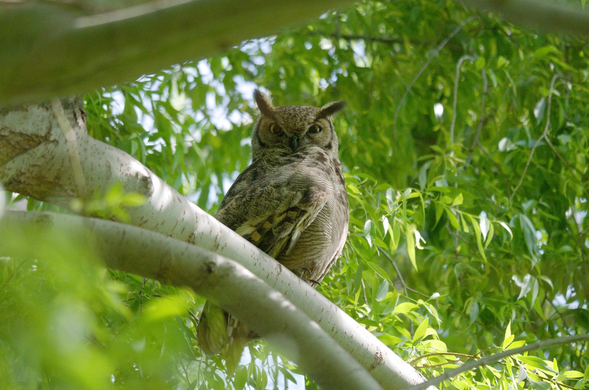 výr magellanský - ML644564080