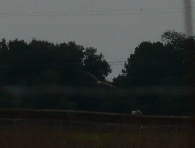 Hudsonweihe - ML644564086