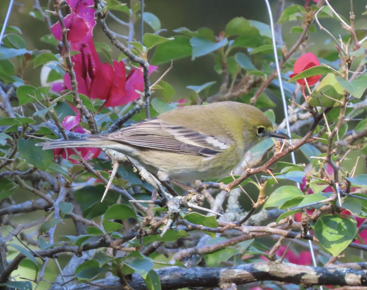 Pine Warbler - ML644564088