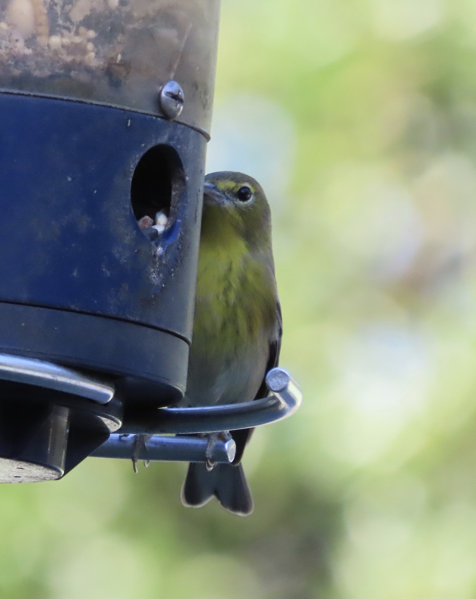 Pine Warbler - ML644564089